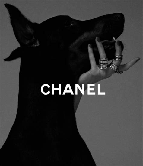 prada hund
